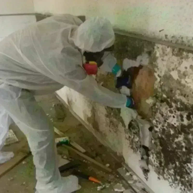 Mold Remediation and Removal in Early, TX